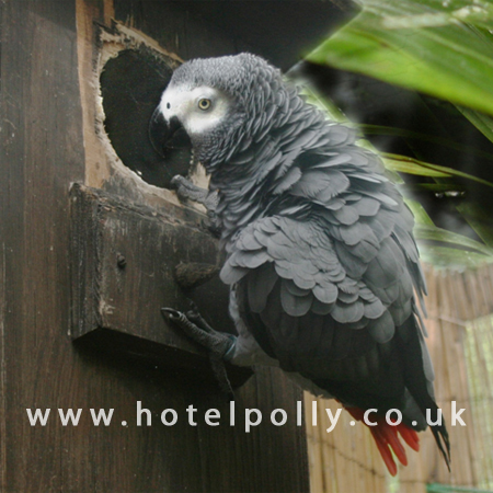 africangrey2.jpg