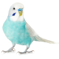 budgie cages foods treats toys accessories more