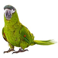 Macaw Parrot Small