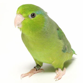 parrotlet treats